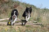 BORDER COLLIE 303